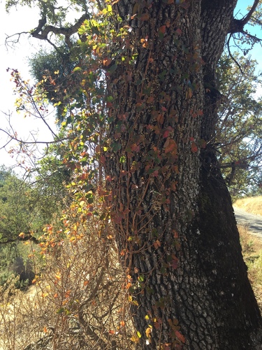 iNaturalist observation photo of Pacific poison oak