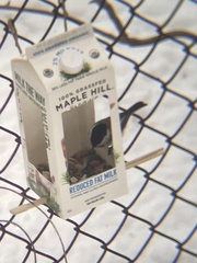 Poecile atricapillus