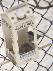 Poecile atricapillus