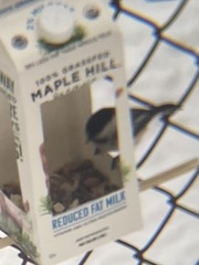 Poecile atricapillus