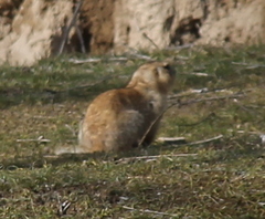 Spermophilus fulvus