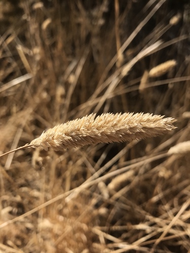 iNaturalist observation photo of harding grass