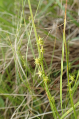 Carex echinata echinata