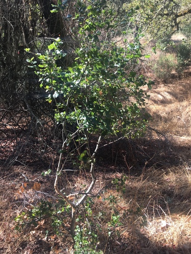 iNaturalist observation photo of coast live oak