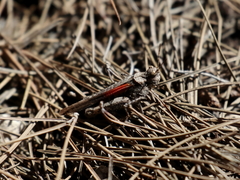 Acrotylus insubricus