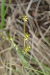 Carex echinata echinata
