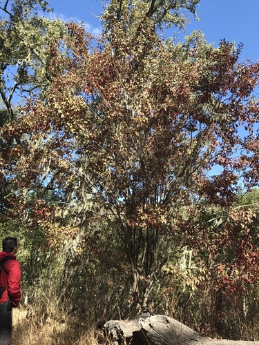 iNaturalist observation photo of Cherry-plum