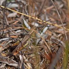 Chorthippus dichrous