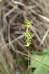 Carex echinata echinata