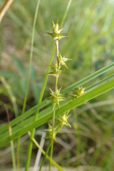 Carex echinata echinata