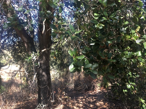 iNaturalist observation photo of coast live oak