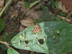 Hemerophila