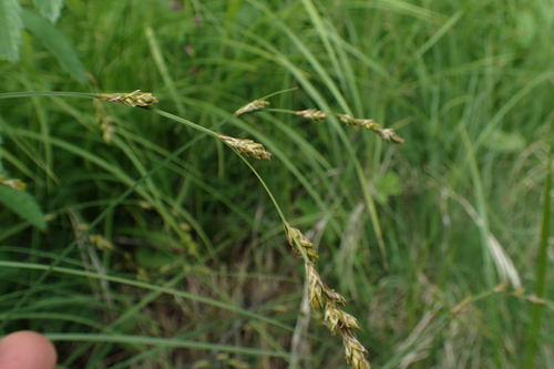 Carex nemurensis iNat (1)
