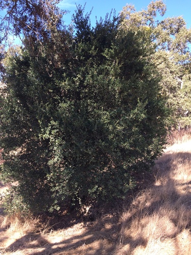 iNaturalist observation photo of coast live oak