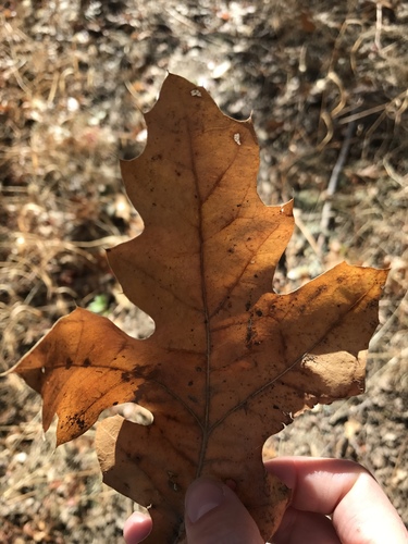 iNaturalist observation photo of California black oak