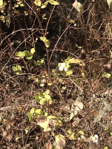 iNaturalist observation photo of Common Snowberry