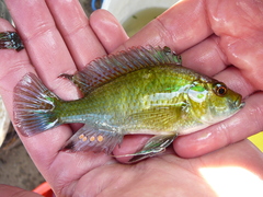 Astatotilapia calliptera