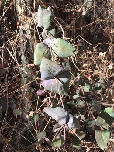iNaturalist observation photo of Pink Honeysuckle