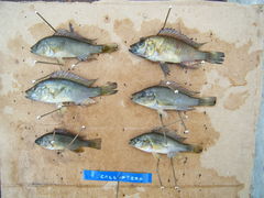 Astatotilapia calliptera