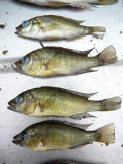 Astatotilapia calliptera