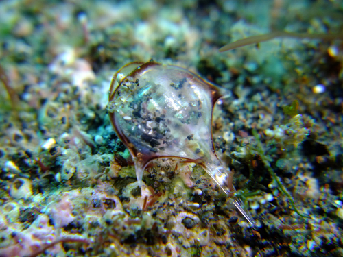 Diacria trispinosa observed 2011-01-09