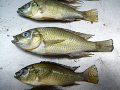 Astatotilapia calliptera