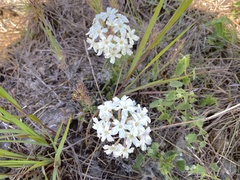 Glandularia platensis
