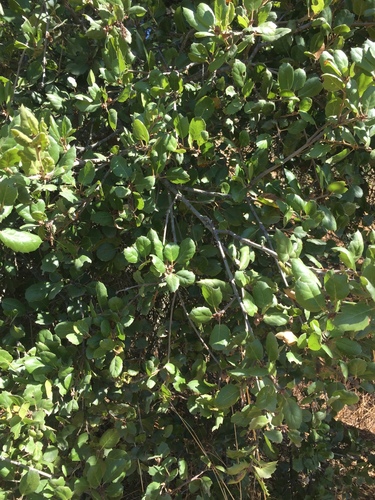 iNaturalist observation photo of coast live oak