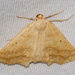 Prochoerodes truxaliata - Photo (c) Jim Johnson, some rights reserved (CC BY-NC-ND), uploaded by Jim Johnson