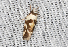 Eremnotypa steriphota