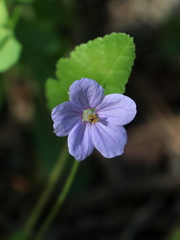 Erodium