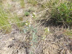 Astragalus sclerocarpus