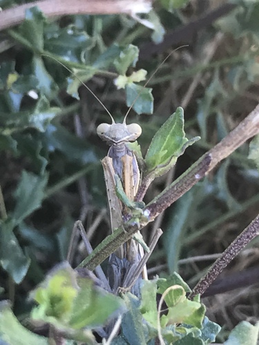 iNaturalist observation photo of European Mantis
