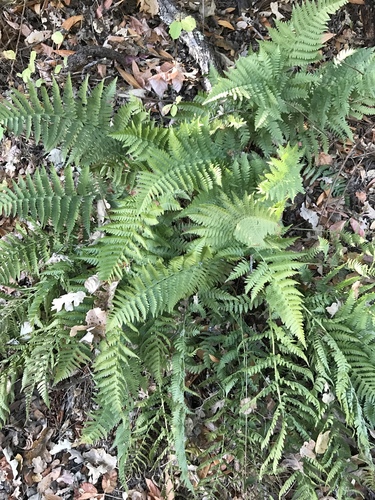 iNaturalist observation photo of coastal woodfern
