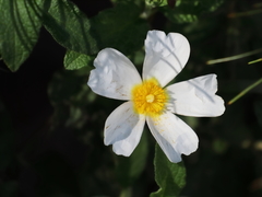 Cistus salviifolius