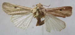 Spodoptera albula
