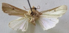 Spodoptera albula