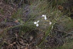 Moraea albicuspa