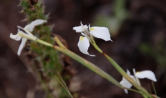 Moraea albicuspa