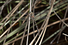 Austroaeschna cooloola