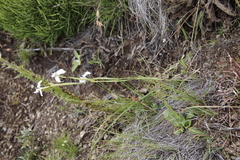 Moraea albicuspa