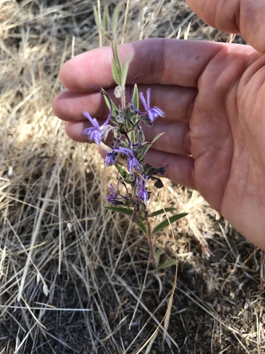 iNaturalist observation photo of Vinegar Weed