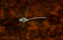 Austroaeschna cooloola