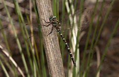 Austroaeschna cooloola