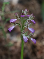 Anacamptis papilionacea palaestina