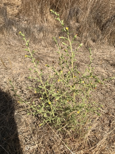 iNaturalist observation photo of Stinkwort