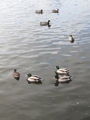 Anas platyrhynchos