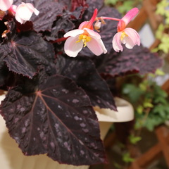Begonia rex-cultorum