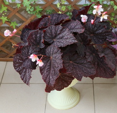 Begonia rex-cultorum