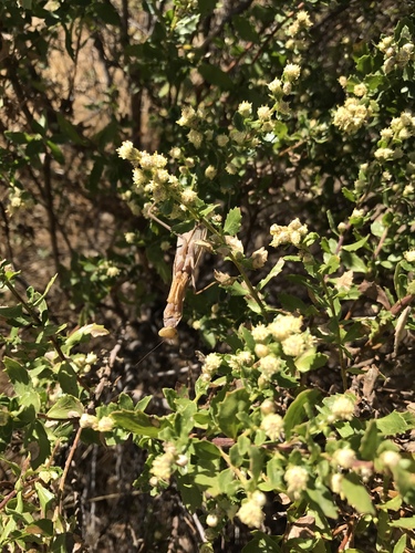 iNaturalist observation photo of European Mantis